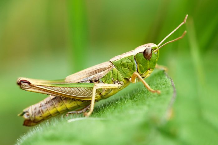 grasshopper on leaf