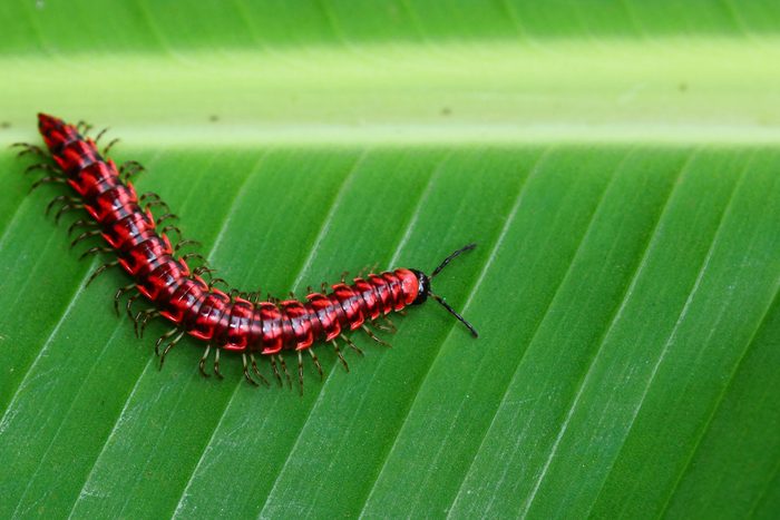 Flat backed millipedes walk on the green leaf