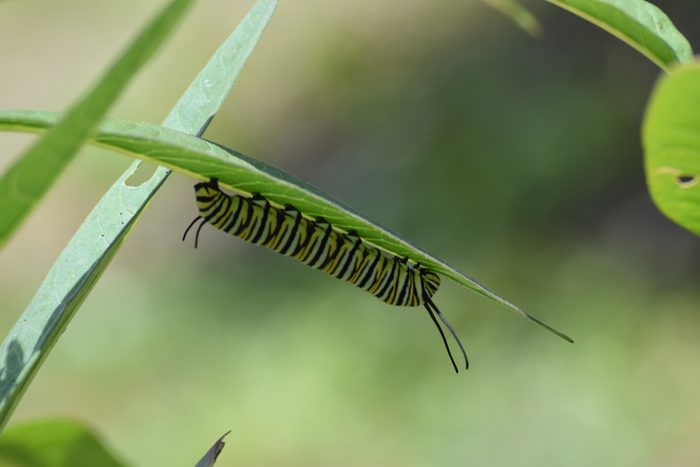 caterpillar on leaf
