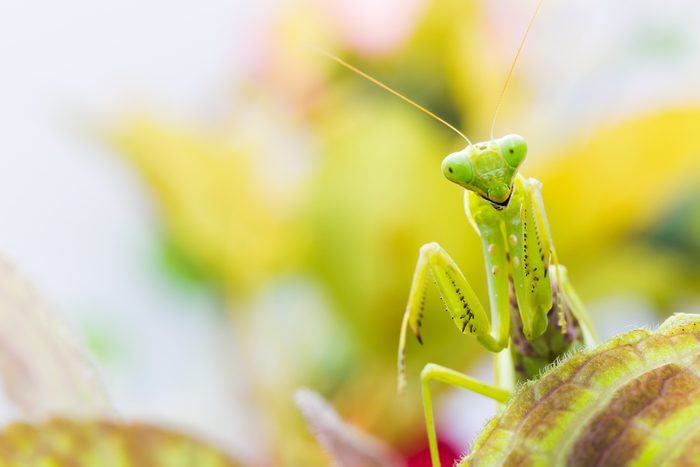 Female European Mantis or Praying Mantis, Mantis religiosa, on leaf