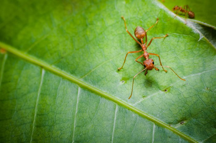 fire ant on a leaf