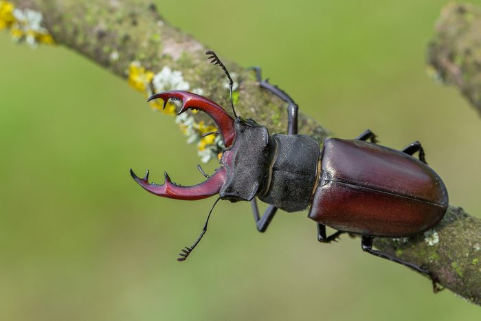 The stag beetle (Lucanus cervus)