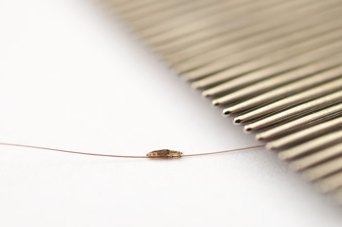 head louse on a hair