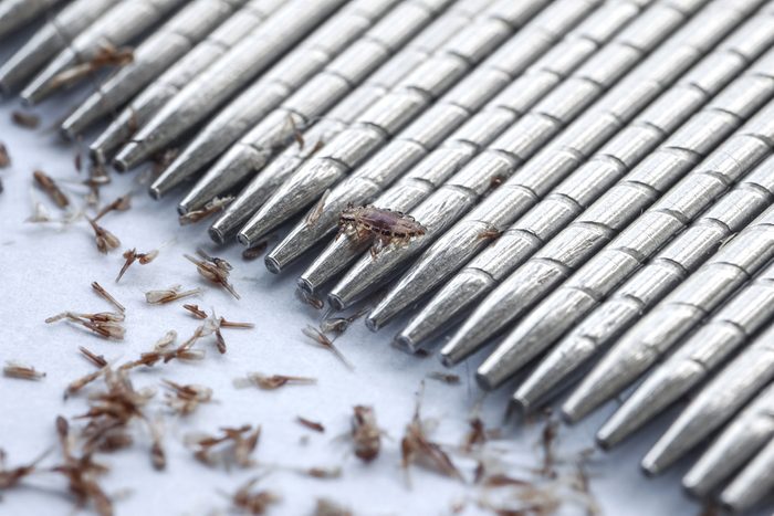 macro of lice and eggs removing by stainless lice comb