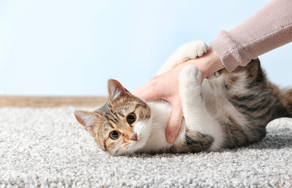 Cute funny cat playing with owner while lying on carpet at home