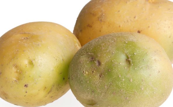 Green potatoes containing solanine are poisonous