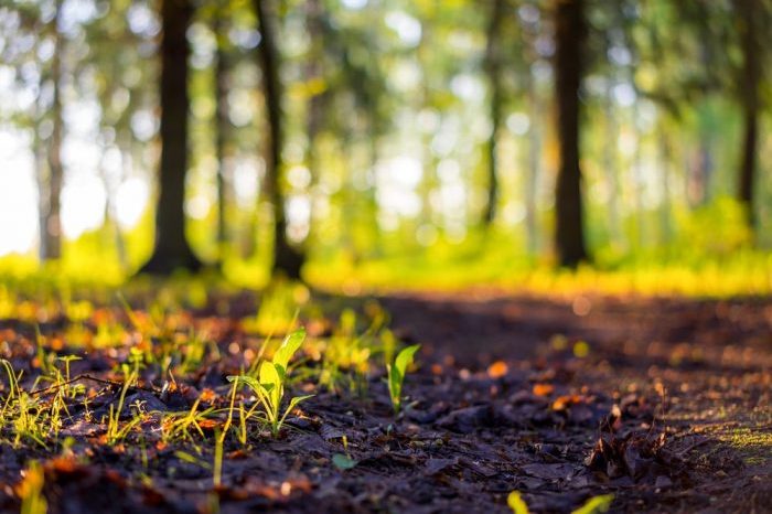 forest with grass and trees