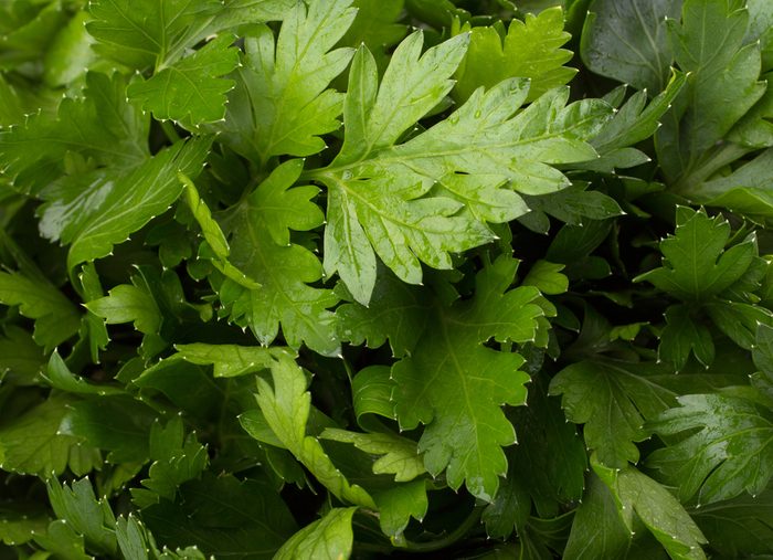 Fresh Parsley background closeup