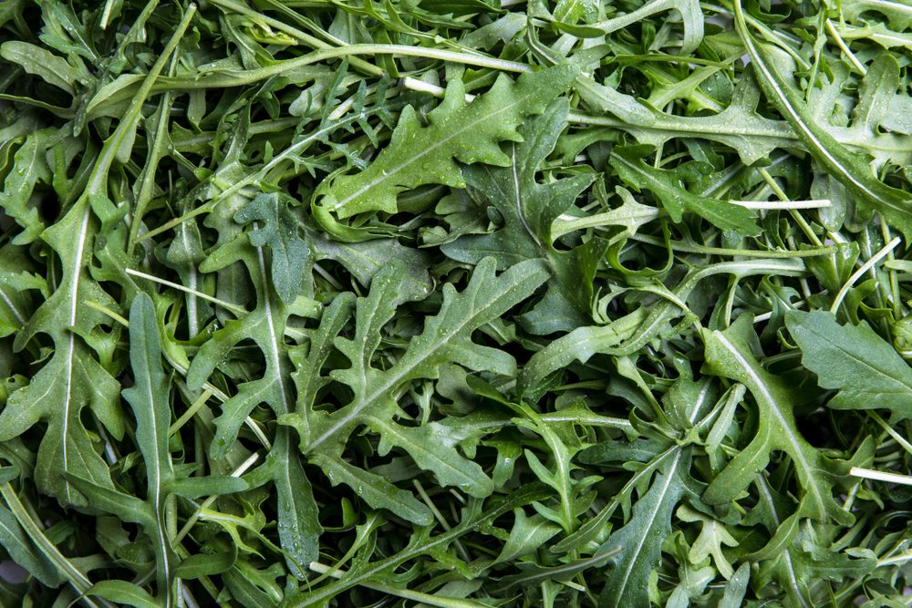 fresh arugula on white background