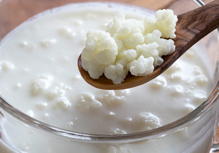 Kefir grains on a wooden spoon above a jar of homemade milk kefir