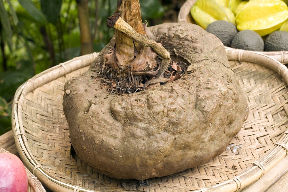 Devil's Tongue or Konjac (Amorphophallus konjac) an Asian edible tuber
