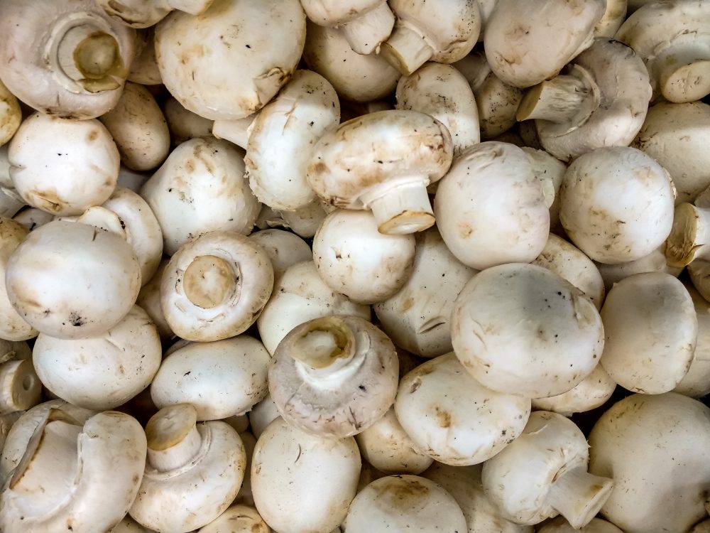 Mushrooms mushrooms for cooking tasty food.