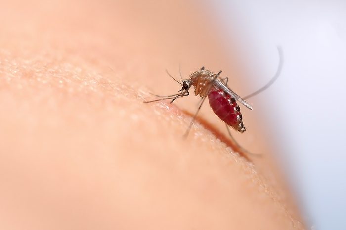 Close up of mosquito sucking blood on human skin, Mosquito is carrier of Malaria/ Encephalitis/ Dengue/ Zika virus