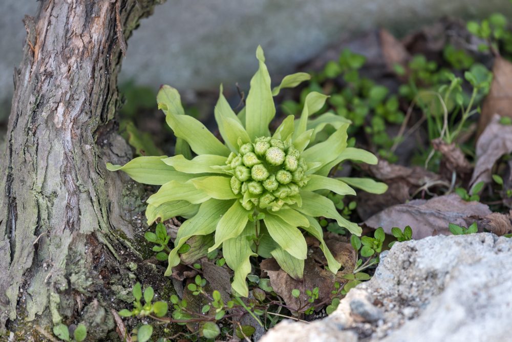 Fuki shoot, Giant Butterbur plant