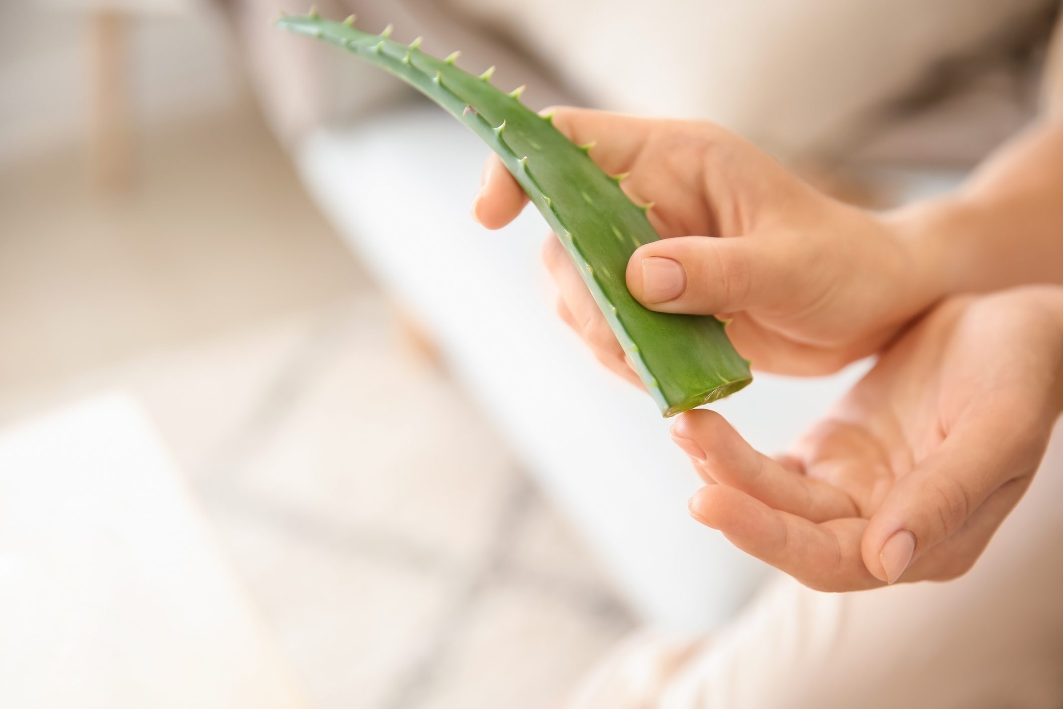 woman holding aloe vera plant