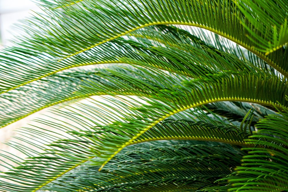 Phoenix roebelenii or pygmy date palm leaves pattern.