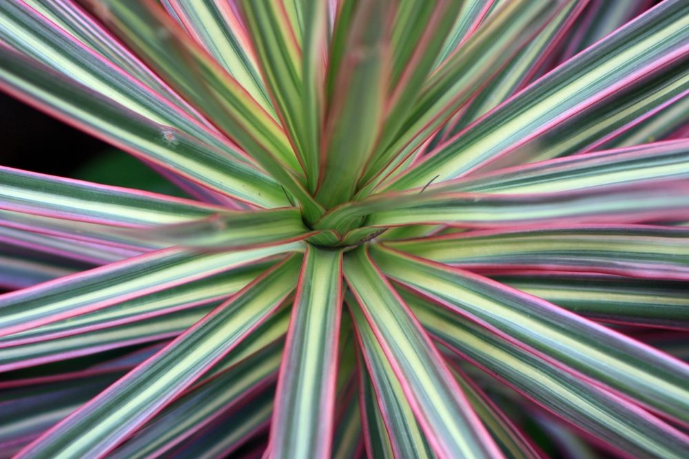 Rainbow Tree's long bright red leaves (Dracaena marginata cv. 'Tricolor Rainbow')