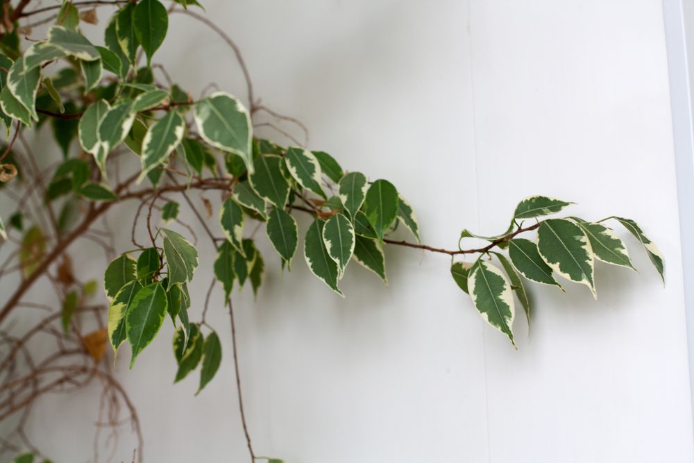 Ficus benjamina plant branch isolated on white background