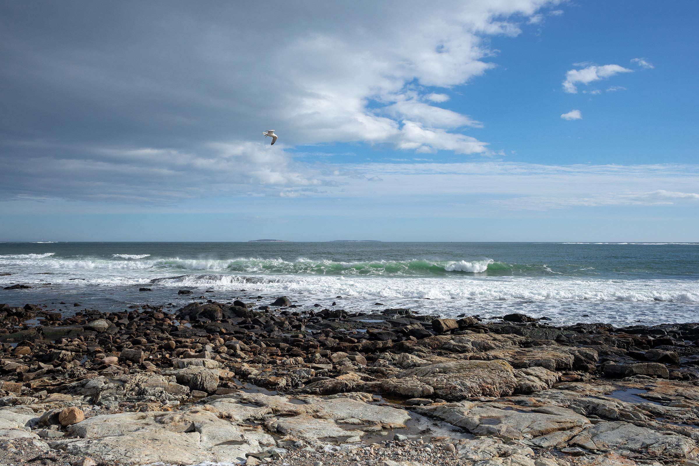 Surf at Seawall during low tide. Location: Acadia National Park, Maine. Photographed on March 12, 2019. The bird is probably an adult non-breeding great black-backed gull.