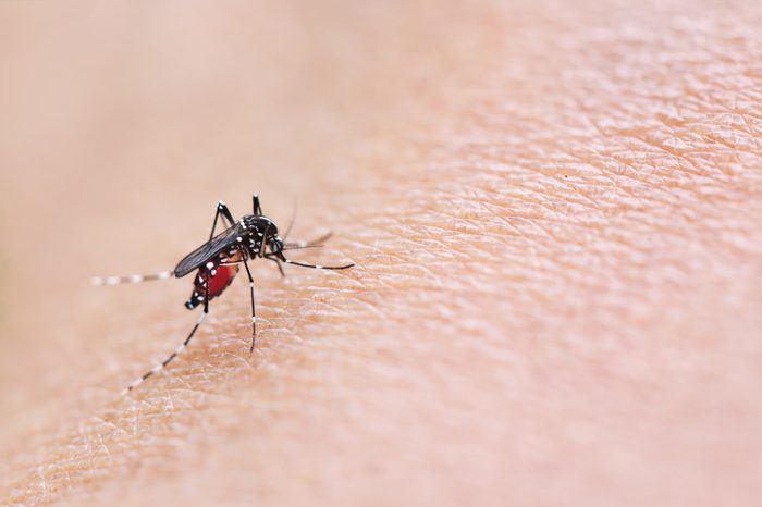 Mosquitoe bite and feeding blood on wrinkle skin