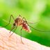 6 Signs You Could Have a Mosquito Bite Allergy