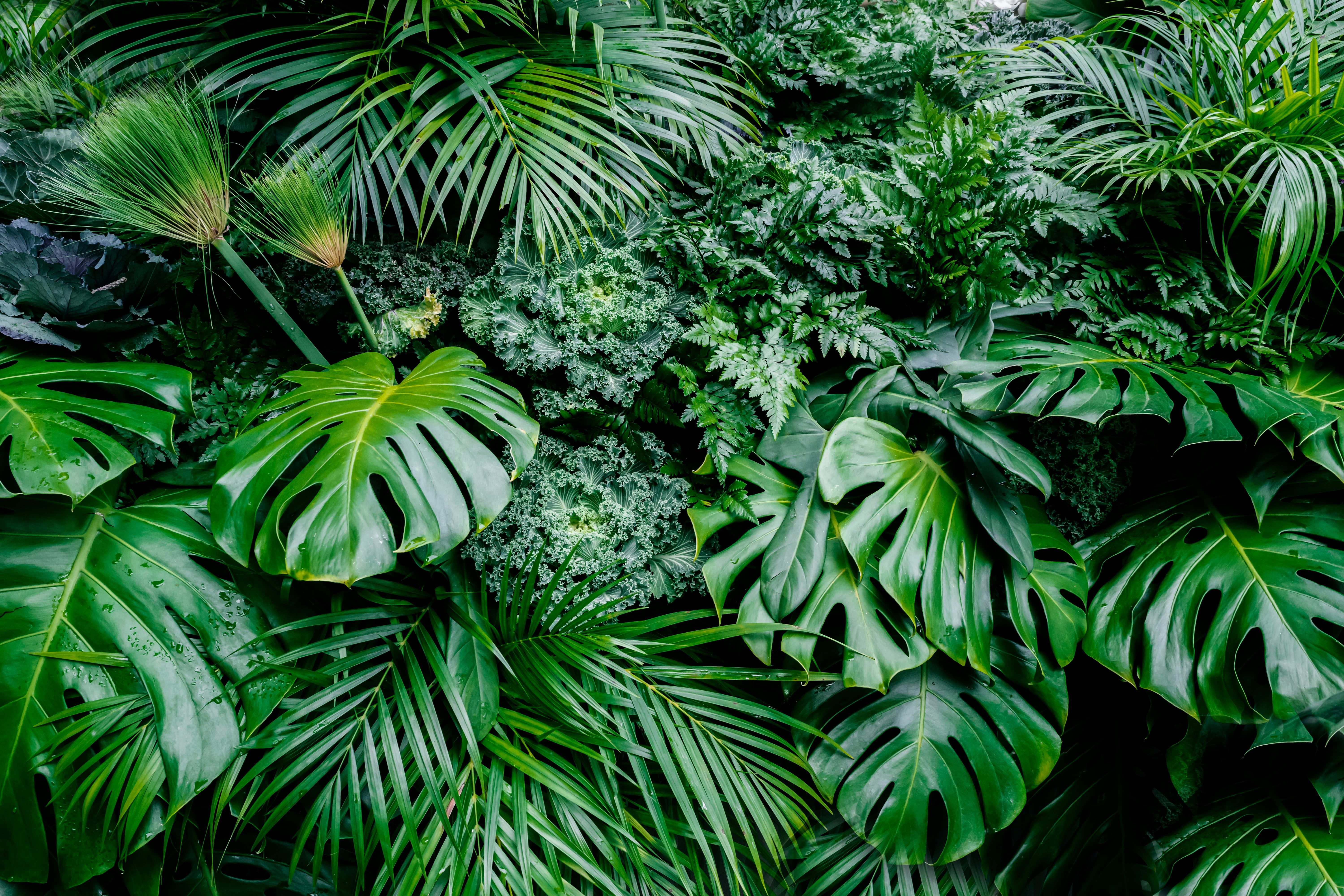 tropical plants