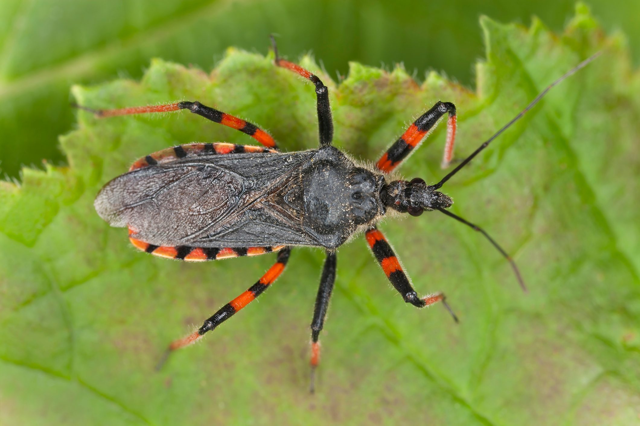 kissing bug up close