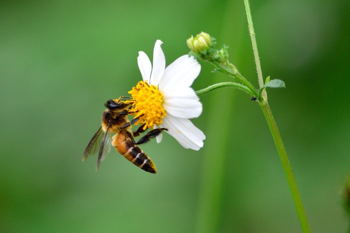 bee on white flower