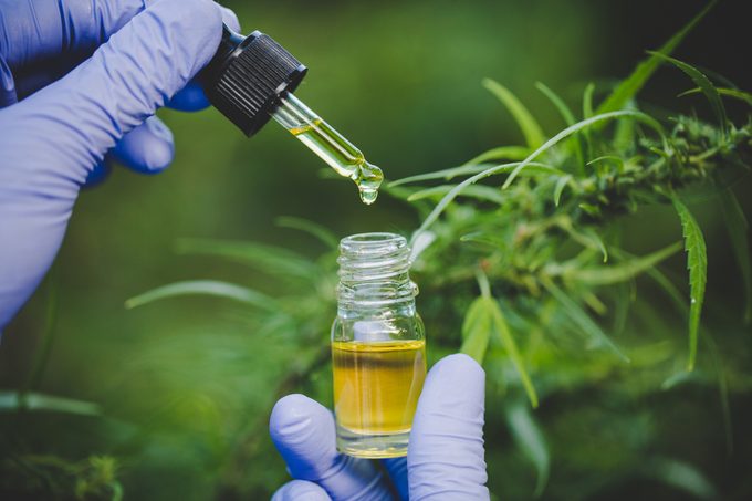 CBD oil and plant