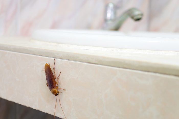 cockroach in bathroom