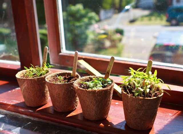growing herb plants indoors
