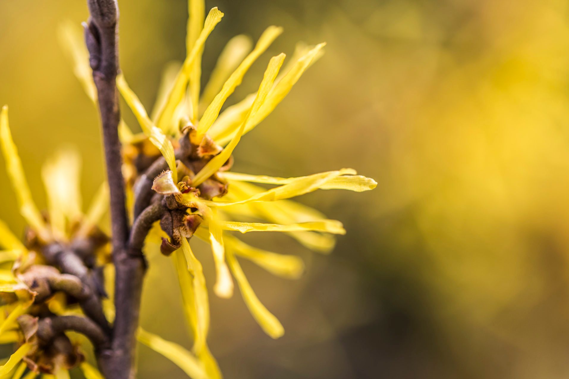 witch hazel plant close up detail shot