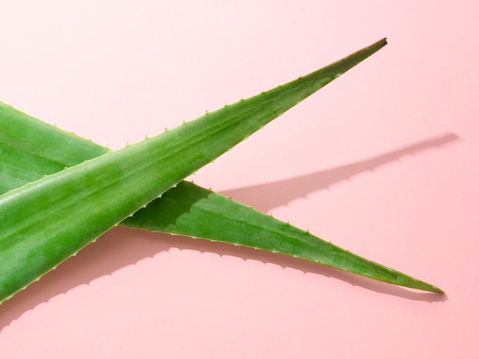 aloe vera plant leaves on pink background