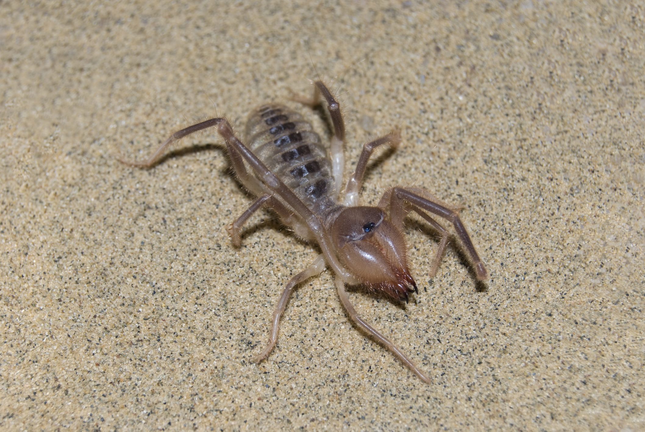 camel spider