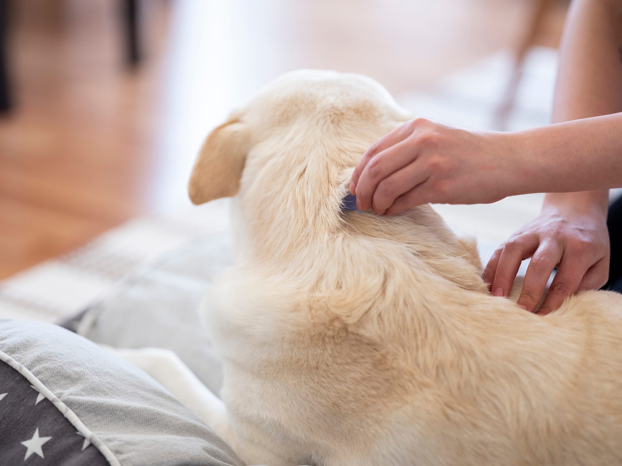 brushing dog for fleas and ticks