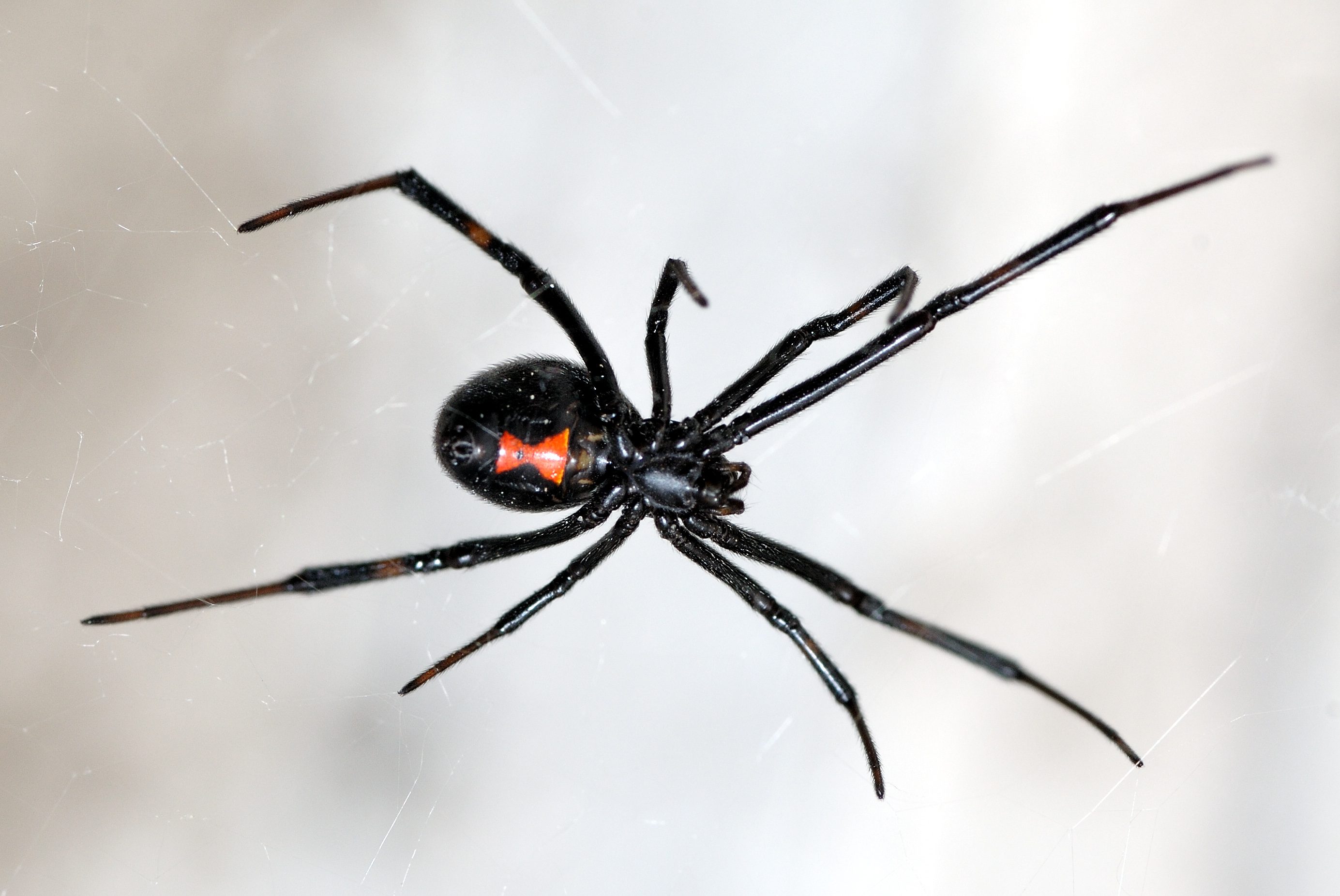 close up of black widow spider