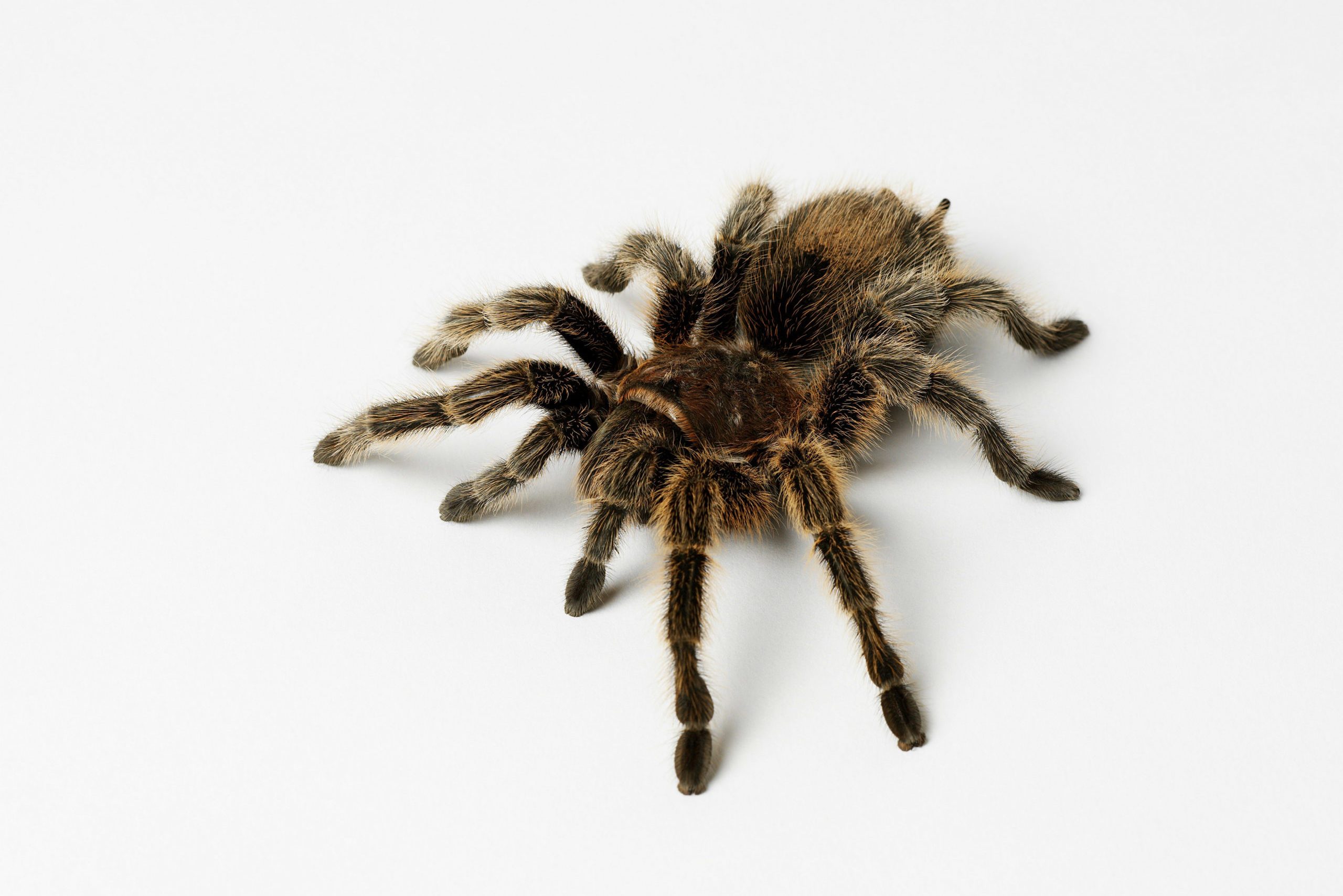 tarantula on white