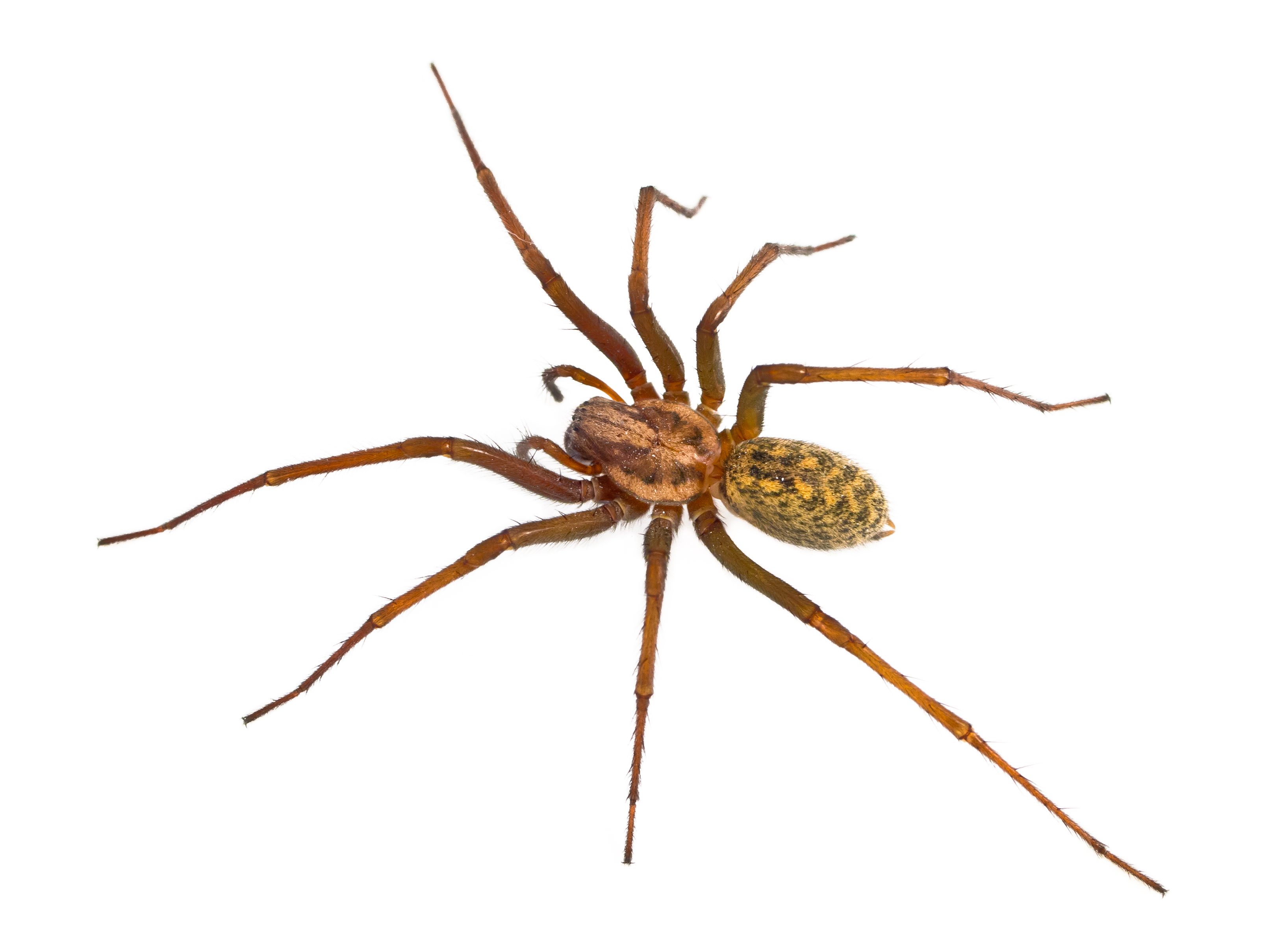 hobo spider shot from above