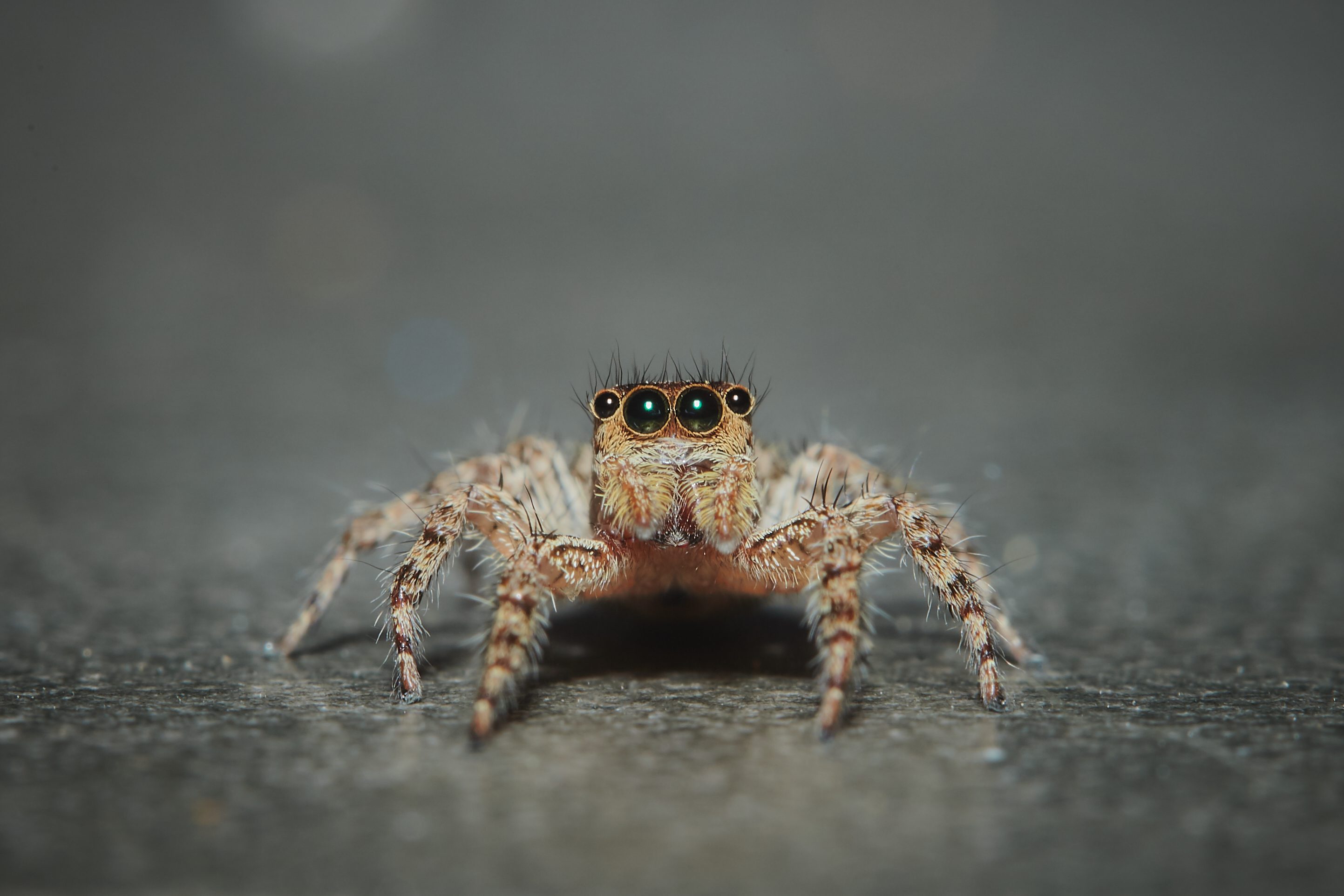 jumping spider