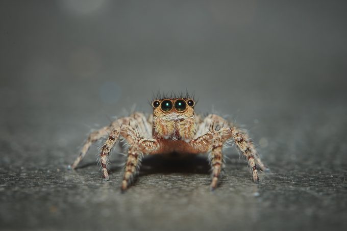 jumping spider