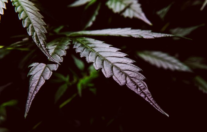 Cannabigerol cannabinoid compounds in the female cannabis plant. CBG element in medical marijuana studies