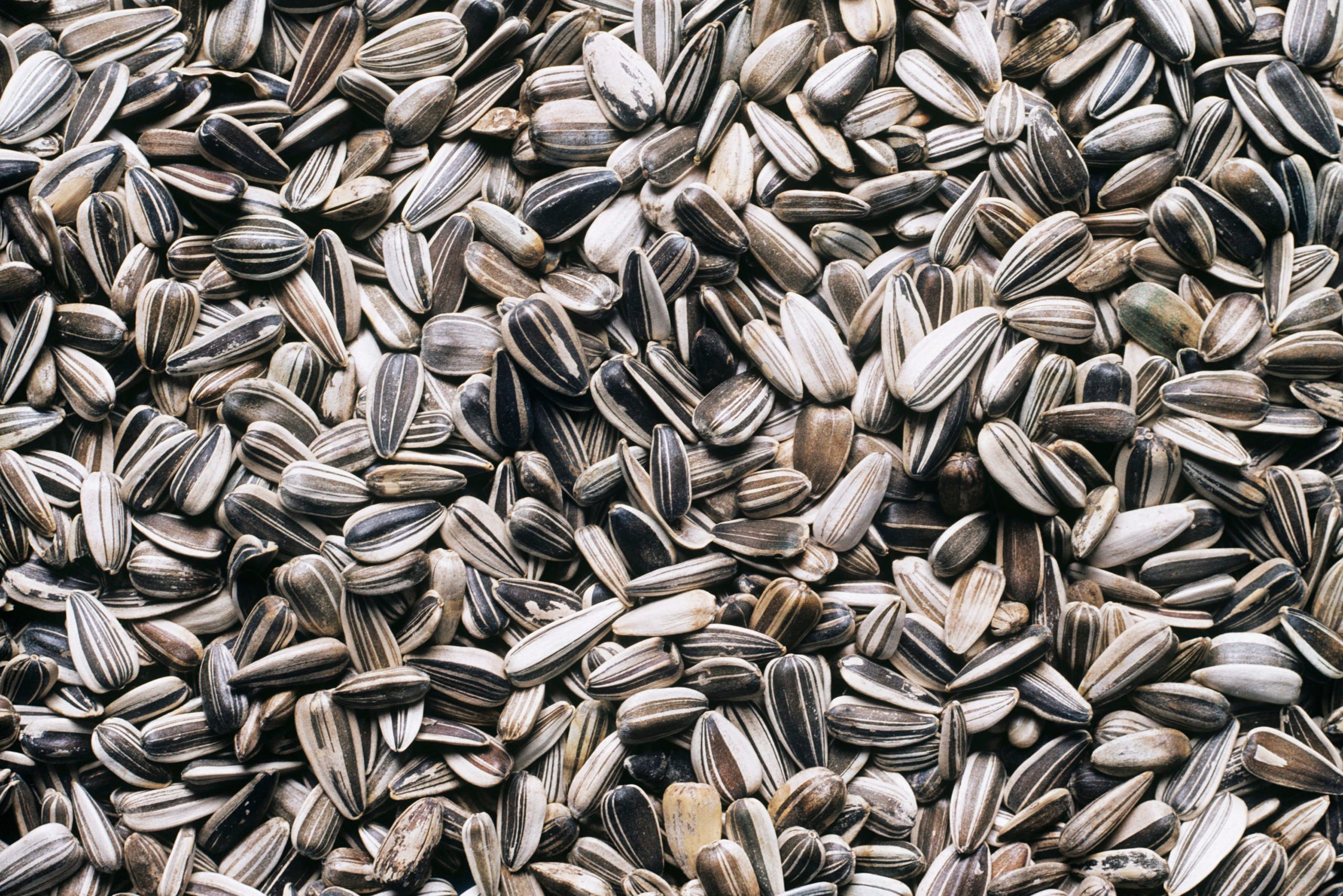 Sunflower seeds, close-up