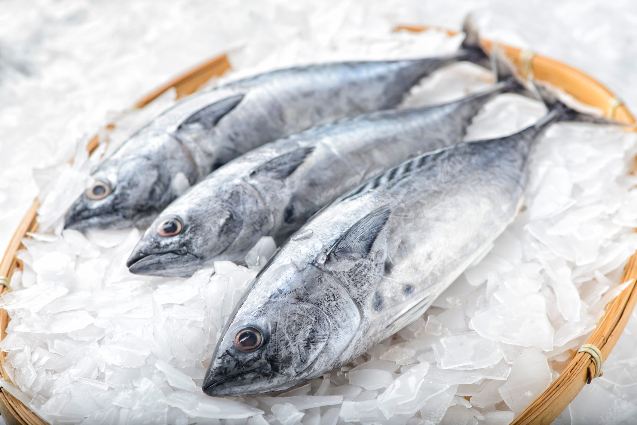 Three bonito tuna fish