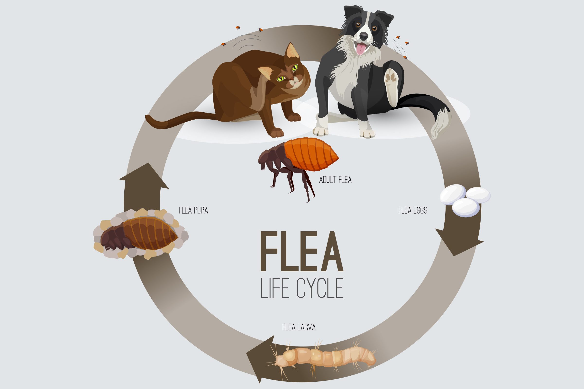 life cycle of a flea
