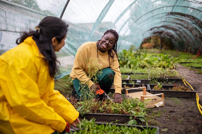 Women chatting while working in greenhouse