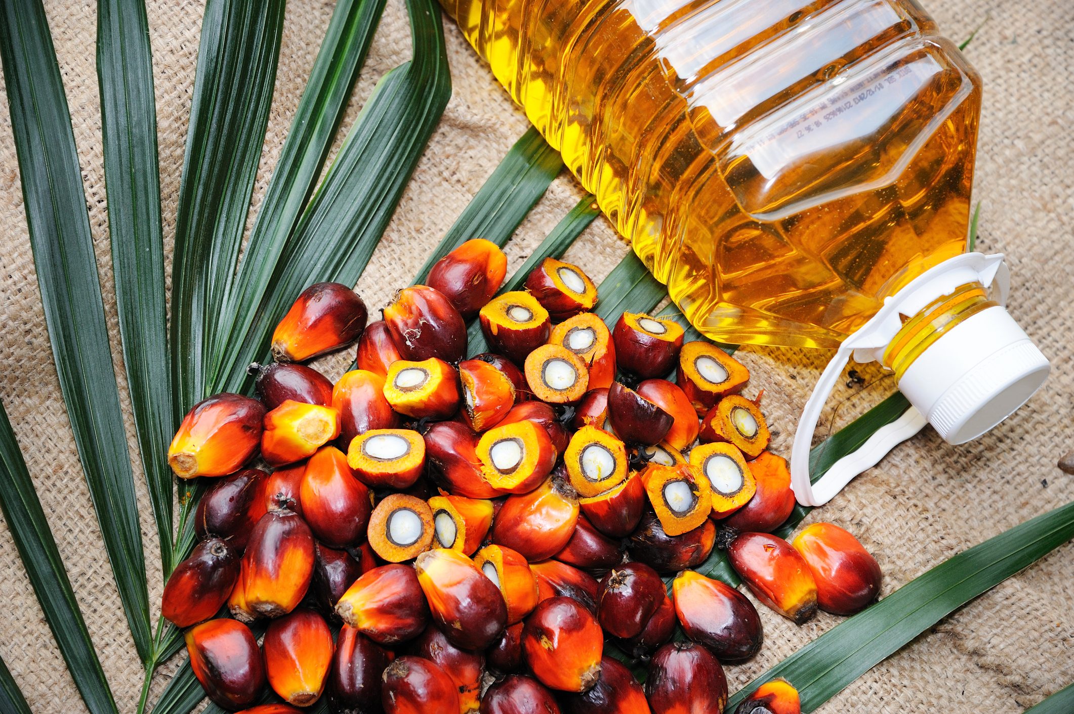 Fresh oil palm fruits