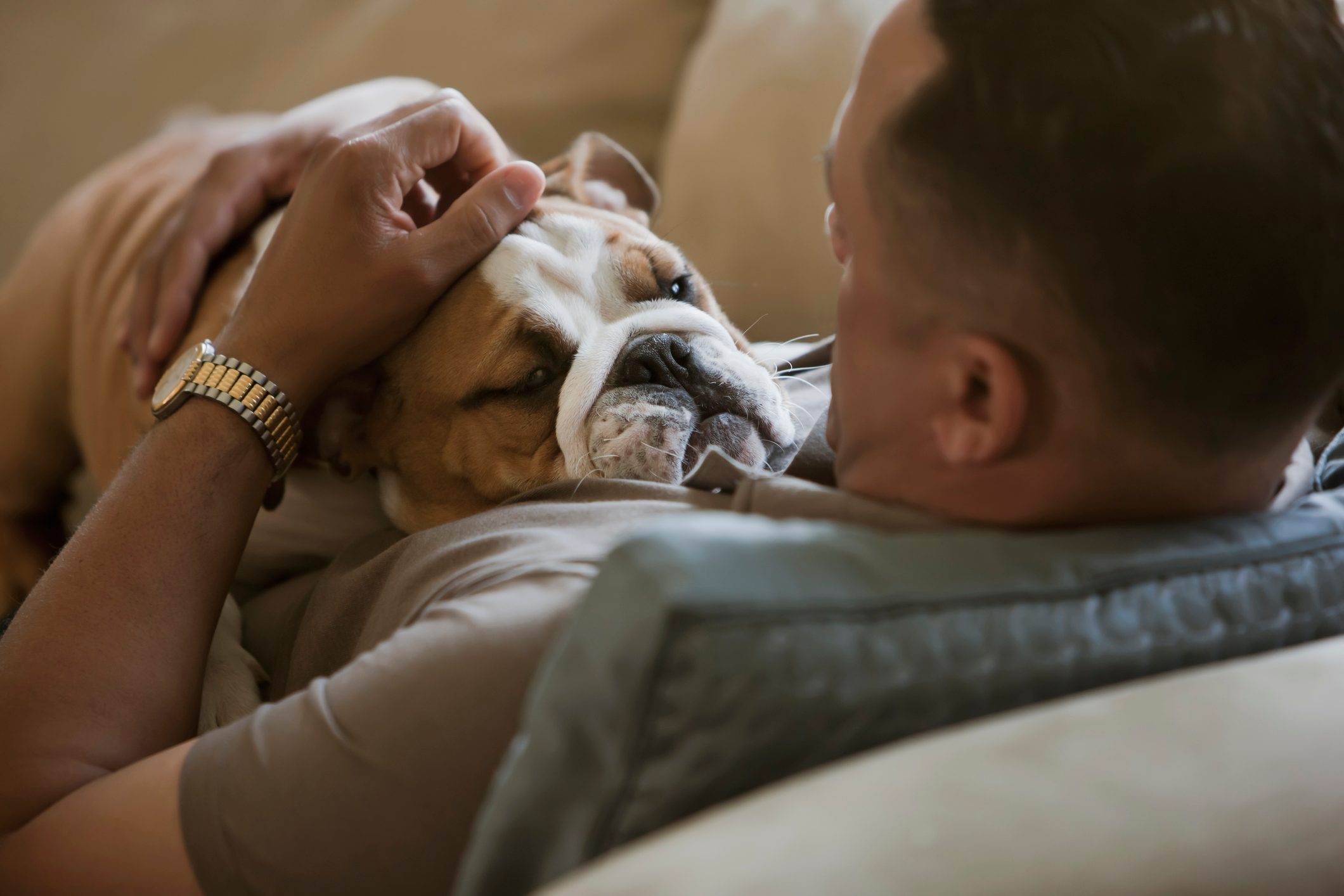 man petting English bulldog