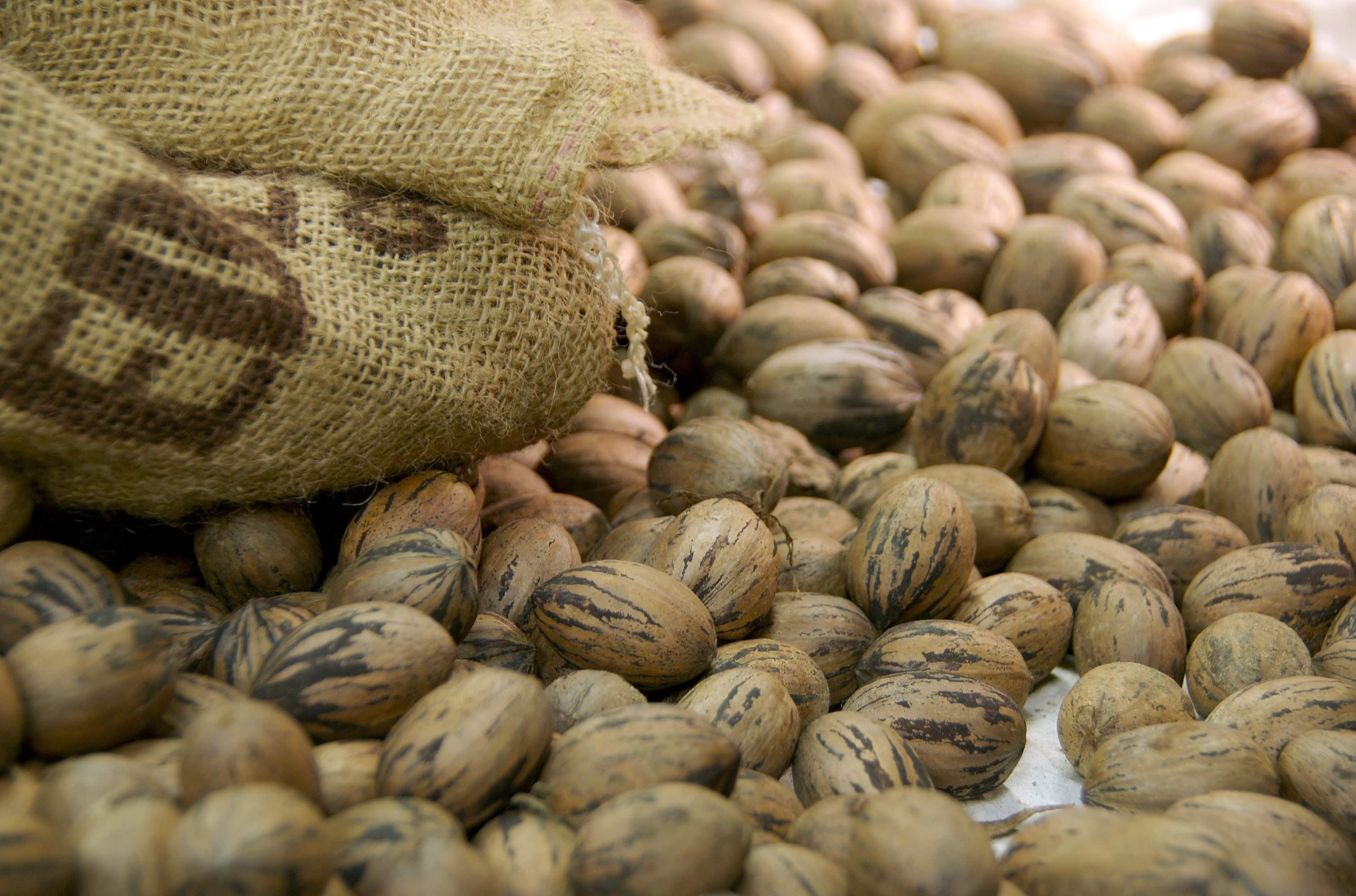 Pecan Harvest