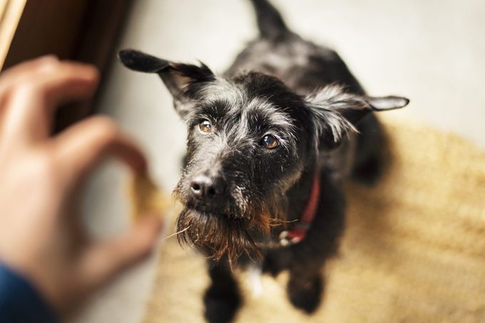 Woman feeding her cute dog a pet snack at home