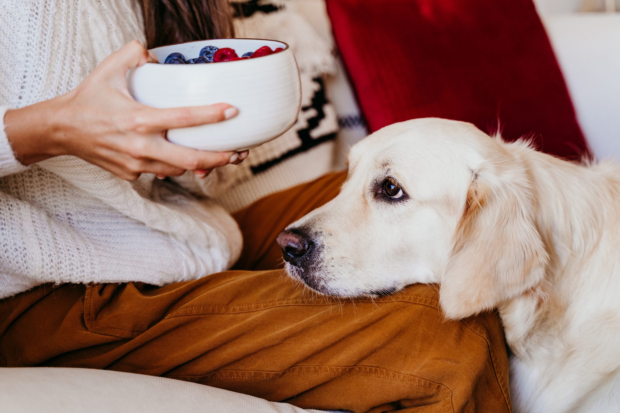 can dogs eat blueberries